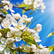 Pollenflugkalender (Schweiz) zum Download