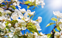 Calendrier pollinique (Suisse) à télécharger